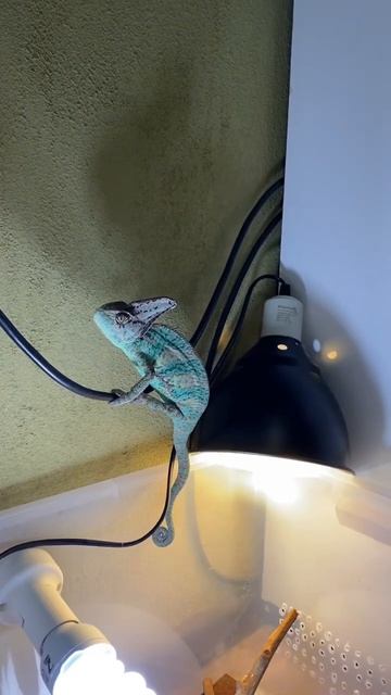 ФАКТЫ О ХАМЕЛЕОНЕ 🤓🦎 #интересныефакты хамелеон смотреть онлайн