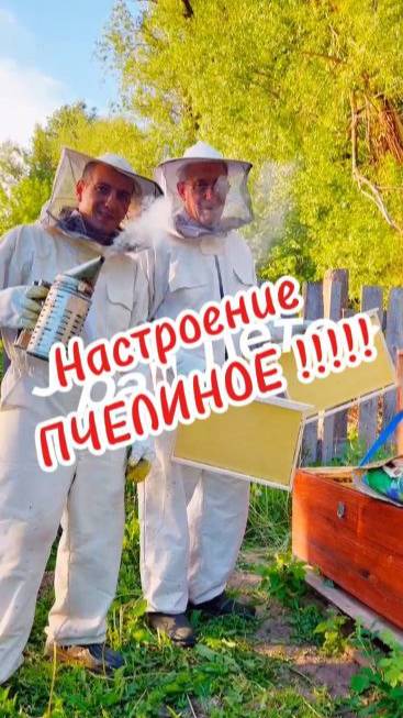 НАСТРОЕНИЕ ПЧЕЛИНОЕ!!!