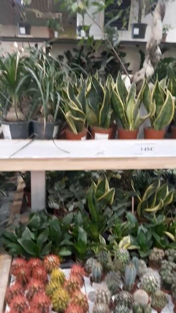 Поехали за обоями... Лемана Про. смотреть онлайн