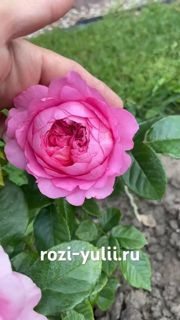 Розочка «Шанталь Мерье»🥀Каталог rozi-yulii.ru🥀 #розы #саж? смотреть онлайн