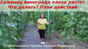 Саженец винограда плохо растет. Что делать_ План действий (Пузенко Наталья Лариасовна)
