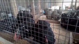 Куры Кохинхины: Всё, что вы хотели знать о породе