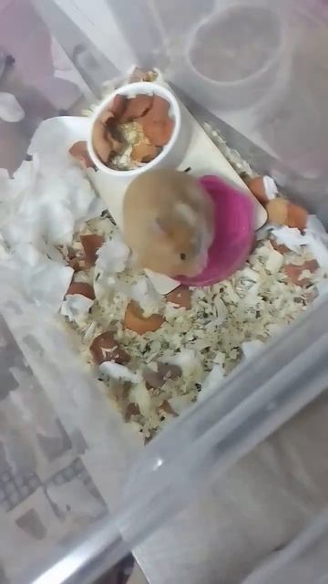 у Несквика тоже появились деревянные доски под мисочк смотреть онлайн