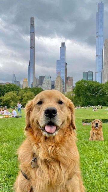 Милые и эстетичные обои на телефон)) Версия: собаки (?