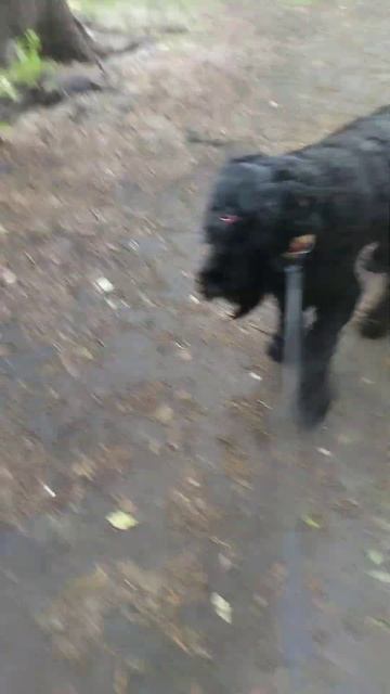 Животново большое не хочет гулять! #бадди #buddy #собака #d смотреть онлайн