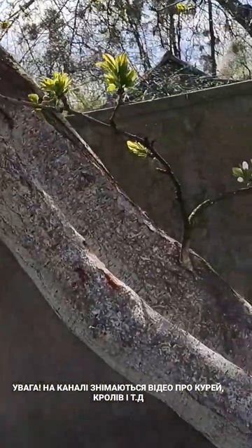 #україна #весна #місто #цвіт #слива смотреть онлайн