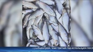 Мукнела будут разводить в озерах Тюменской области