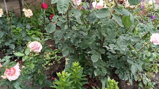 Динская Розы после дождя.02.06.2025 смотреть онлайн