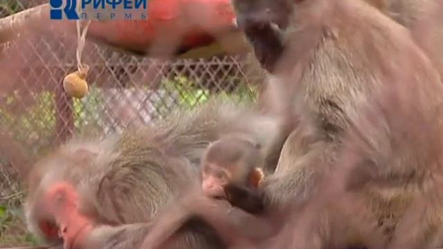 cюжет Подрастающие детёныши от 22 07 2014 смотреть онлайн