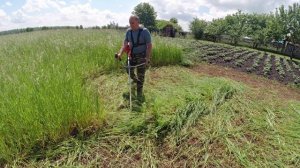 Сенокос. Заготавливаю сено для кроликов