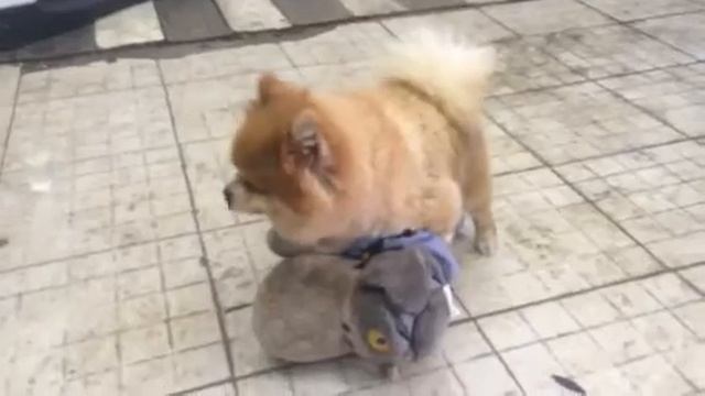 Супер пес смотреть онлайн