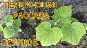 Посадка переросшей рассады огурцов в теплицу. Что делать если рассада огурцов вытянулась.