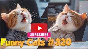 Смешные коты #320
