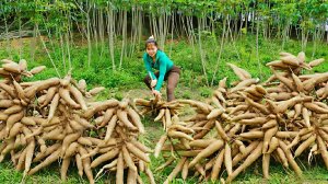 Вьетнамская девушка собирает урожай маниока, что бы продать на местном рынке. Жизнь во Вьетнаме