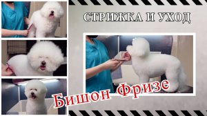 Как подстричь Бишон Фризе: пошаговое руководство для идеальной стрижки