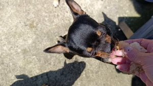 Все получили вкусняшки и все довольны.