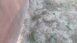 Полевица побегоносная сорт Кроми. Обзор на газоны из п