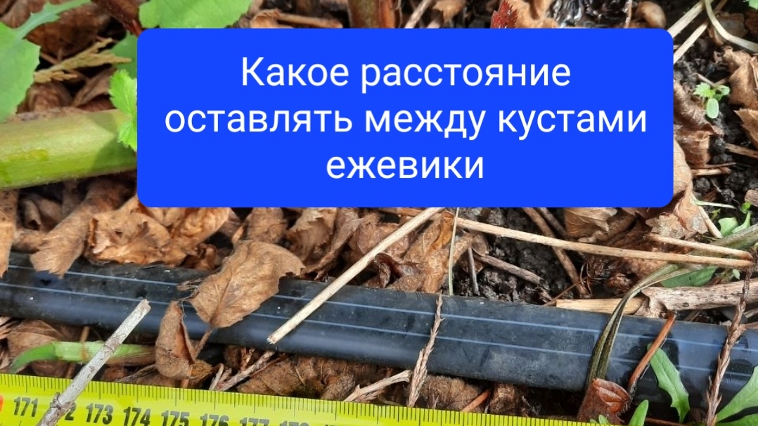 Расстояние между кустами ежевики
