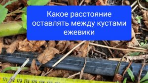 Расстояние между кустами ежевики