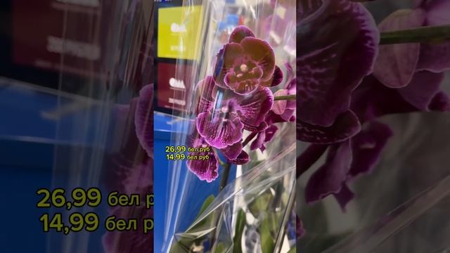 Привоз орхидей. 21 августа ОМА Боровая Минск . Часть 2 #о? смотреть онлайн