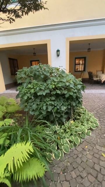 ЗЕЛЕНЫЙ УГОЛОК смотреть онлайн