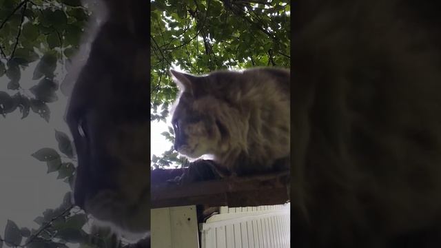 Юнька на сарае. #дача смотреть онлайн