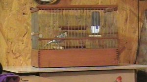 Кенар №149 Г.Ю. (33) МЗМ на конкурсе ФПРК 02.03.2024 года.