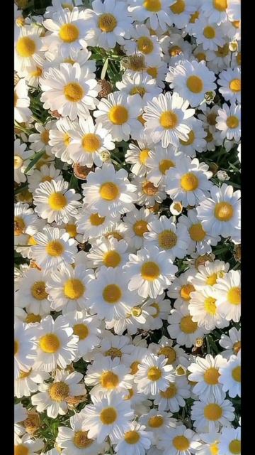 #обои на телефон для девочек смотреть онлайн