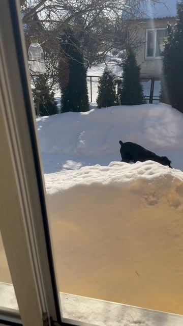 Ричи упал с подоконника 🪟😱🐕🦺 #riesenschnauzer #ризеншна? смотреть онлайн