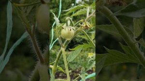 Плоды и ягоды в этом году 🍓