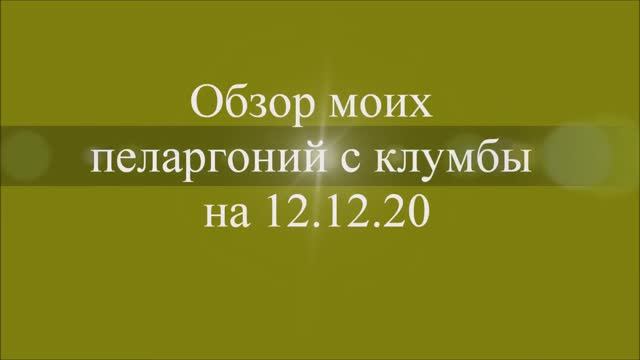 Зимний обзор моих пеларгоний с клумбы. Выпуск от 26.12.20