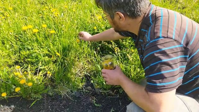 Как сделать варенье из одуванчиков (народный рецепт)