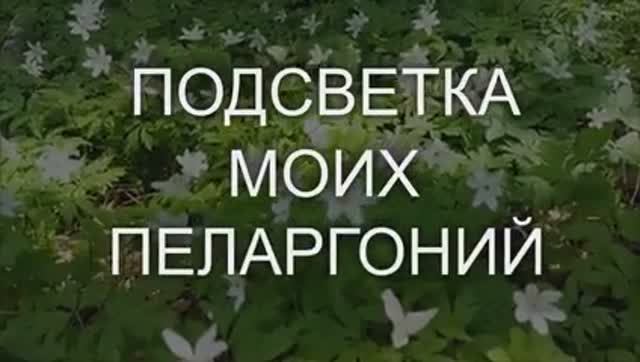 Подсветка моих пеларгоний. Выпуск от 05.05.21