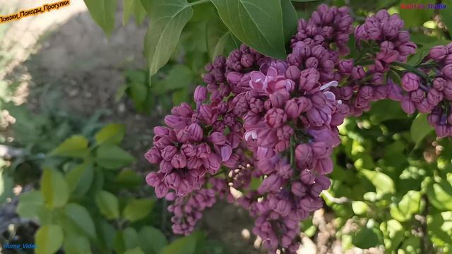 Время сирени