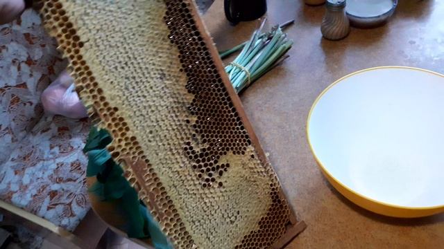 Медок майский. Но вместо акации-одуванчик! смотреть онлайн