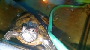 красноухие черепахи 02-06-2025