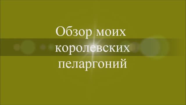 Обзор моих королевских пеларгоний. Выпуск от 01.05.21