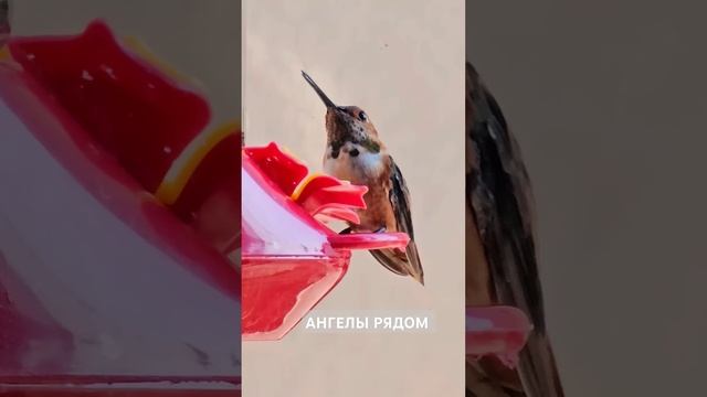 АНГЕЛЬСКАЯ ПТИЧКА ЖИВЕТ У МЕНЯ НА БАЛКОНЕ/ТАТЬЯНА СИН? смотреть онлайн