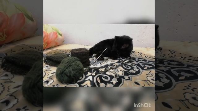 Кот на подоконнике смотреть онлайн