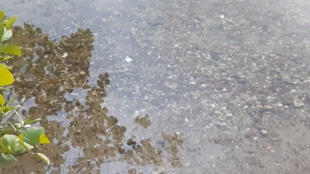 20190528 Озеро Висагинас