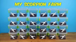 Моя скорпионовая ферма! Зачем мне столько скорпионов? 🦂🦂🦂