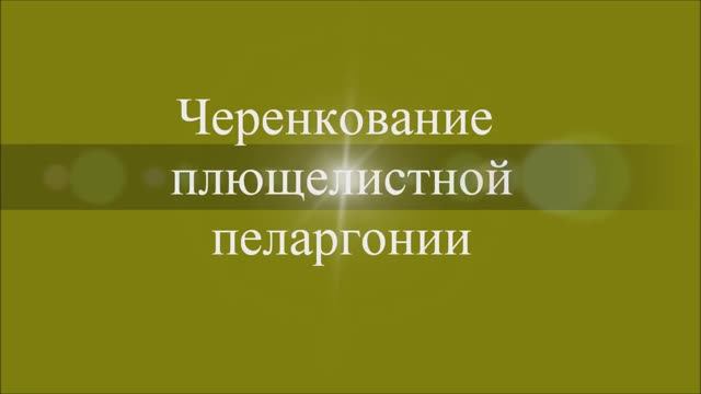 Черенкование плющелистной пеларгонии. Выпуск от 18.03.21