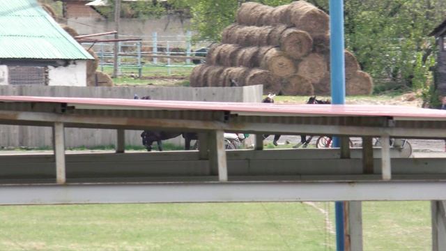 07.05.2025г.Абаканский Ипподром Квалификационный заезд для лошадей рысистых пород старшего возраста