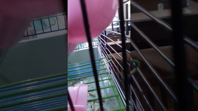 (новое видео) хомяк смотреть онлайн