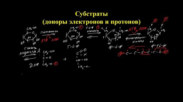 Основы биоэнергетики. Субстратное и ОФ