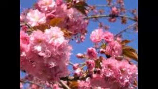Мое слайд-шоу .4 цветы