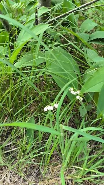 Лес прекрасен смотреть онлайн