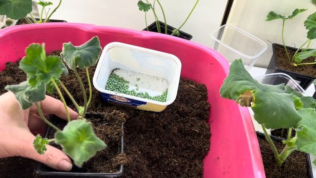 Черенки Пеларгонии, укорененные в ноябре и декабре. По смотреть онлайн