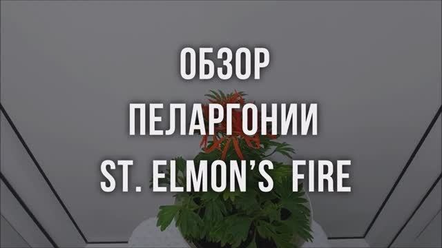 Обзор пеларгонии St. Еlmon’s  Fire. Выпуск от 21.02.24