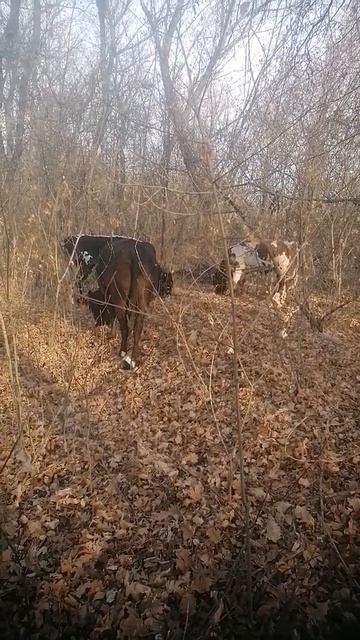 ИГРА В КАЛЬМАРА : бедность как болезнь семьи (2) разбор ? смотреть онлайн